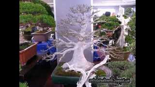 Bonsai market at the Green Club Part 2 Kokufu Bonsai Ten [upl. by Tteirrah]