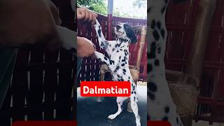 dalmatian dalmatian dog dalmation dalmatiandog shortsfeed shortsviral dogvideos [upl. by Becki9]