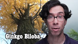 Ginkgo Biloba Facts Review Living Fossil Information and Grades [upl. by Charry584]