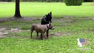 Pitbull Showing Strong Dominant Behavior At Doberman [upl. by Anelle]