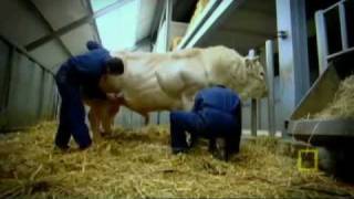 NATIONAL GEOGRAPHIC Meet the Super Cow [upl. by Ariat]