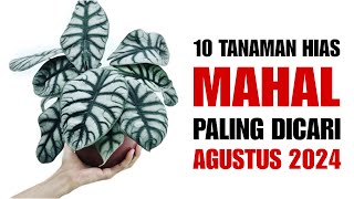 10 Tanaman MAHAL Paling Dicari di Bulan AGUSTUS 2024 [upl. by Asseram241]