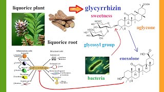 glycyrrhizinate [upl. by Medovich]