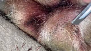 Impacted Hair Follicle Removal on Moose my Mastiff’s Paw 🐾 Relaxing and Satisfying [upl. by Alahs]