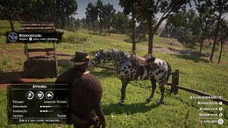 MISSÃO DO CAVALO APPALOOSA  Red Dead Redemption 2 [upl. by Lura]