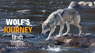 A Wolfs Journey  हिन्दी डॉक्यूमेंट्री  Wildlife documentary in Hindi [upl. by Puklich]