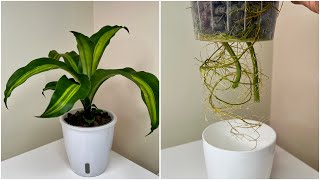 How To ROOT a Dracaena Fragrans or Corn Plant or Fortune Plant in Water 140 DAYS UPDATES [upl. by Arny]