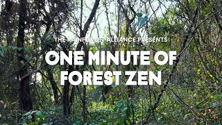 One Minute of Forest Zen – Azuero Peninsula [upl. by Nutter98]