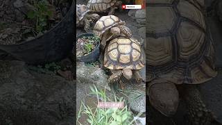 Sulcata parents line up to eat grass and vegetables manokura sulcata breeding indonesia fyp [upl. by Zweig]