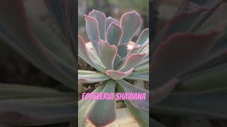 🌸ECHEVERIA SHAVIANA suculentas plantas cactusplant cactusjardin love [upl. by Eelorac257]