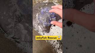 Eating Sea Foam amp Rescuing Jellyfish animals nature shorts [upl. by Haimes]