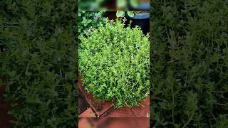 பொறாமை தான் கொஞ்சம் 🤪🌿🍀Herbal home garden in Chennainaturehealthylivingshorts [upl. by Serene974]