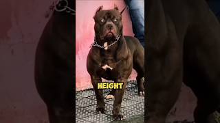 Pitbull Vs rottweiler 😱pitbullvs [upl. by Tychonn194]