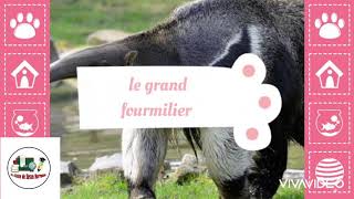 Le tamanoir ou le grand fourmilier [upl. by Oijimer]