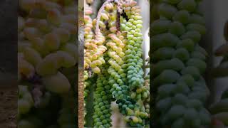 Plant Tales  Burros Tail houseplants plants indoorplants plantroom planttales planthistory [upl. by Sema]