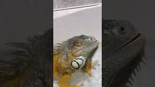 Splish Solash 🛁 youtubeshorts youtubeshorts shorts satisfying foryou animals [upl. by Ytrebil857]