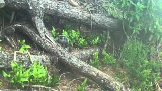 Rare HD footage of a New Zealand Falcon chick on the nest [upl. by Lanevuj764]