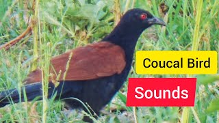 Greater Coucal Bird Sound  Bird ki awaz  Coucal bird call [upl. by Margalo793]