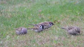 Passer montanus  gorrión molinero  eurasian tree sparrow [upl. by Erasaec315]