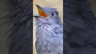 birds alarm animals alarming birdsounds nature love sound youtubeshorts beauty birdnest [upl. by Ahsillek]