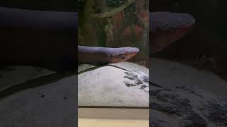 Electric eel at Belle Isle aquarium [upl. by Pelagi619]