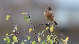 Female European Stonechat catching flies Crossness Nature Reserve 4k [upl. by Shaun]