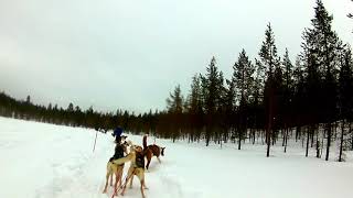 Huskytour im finnischen Lappland Vers10 [upl. by Eppilihp]