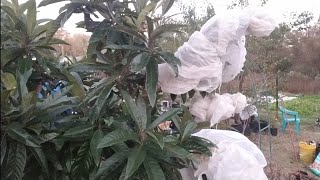 Protecting fruit tree citrus loquat from freezing temperatures [upl. by Zachary]