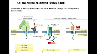 Lecture 2 Protein Translocation through translocons [upl. by Wightman424]