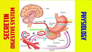 Secretin  hormone digestive system [upl. by Beryle426]