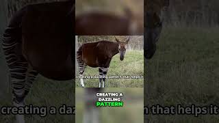 Why the Okapis Stripes Are Natures Master Camouflage [upl. by Rialc]