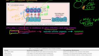 82P TCellMediated Cytotoxicity TCellMediated Type IV Hypersensitivity [upl. by Cerelia476]