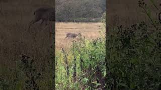 “Family of BlackTailed Deer in Beacon Hill ParkRainy Afternoon Encounter “ nature canadiancity [upl. by Laerol]