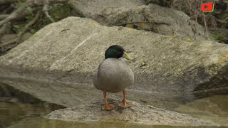 QUIBERON  🦆 La mare aux Canards  TV Quiberon 247 [upl. by Rennie131]