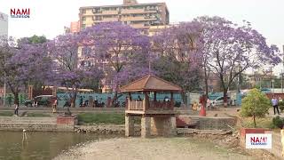 ढकमक्क फूलेकाे ज्याकाराण्डा फूल Jacaranda flowers in full bloom [upl. by Atiluj444]