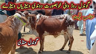 2 Teeth Very Beautiful Cows For Qurbani Prices On Gondal Mandi Road By My Life Channel [upl. by Tehc]