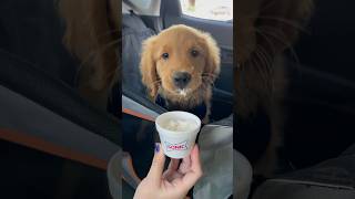 My puppy has his first pup cuppuppygoldenretrieveradorable [upl. by Artap506]