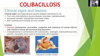 quotColibacillosis in Poultryquot by Dr Kaushal Kumar Department of Veterinary Pathology [upl. by Aryad]