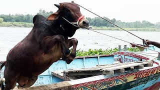 Smart Jumping by Bull  Cow Unloading From Boat  At Very Popular Village Cattle Market [upl. by Peppard]