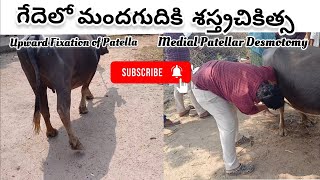 గేదెలో మందగుదికి శస్త్రచికిత్స  Upward fixation of patella  Medial patellar desmotomy  Buffalo [upl. by Rraval112]