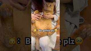 Clipping My Cat’s Nails – He’s So Obedient cat catvideos funny cute funnycats catlover [upl. by Aizitel]