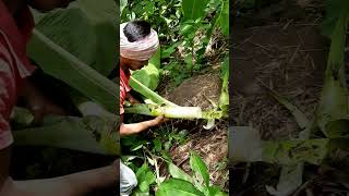 Adivasi a Jadi buti trendingshorts youtubeshorts viralshorts adivasi [upl. by Nodnab]