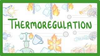 GCSE Biology  How We Control Our Body Temperature 55 [upl. by Warder]