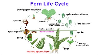 Ferns The Emergence of Roots and Stems [upl. by Atiuqa]