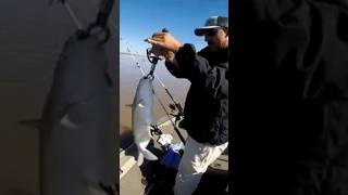 Old school bobber while drifting for Blue catfish fishingvideo catfishing shorts [upl. by Neoma683]