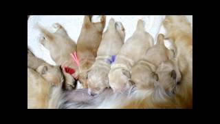 Golden Retrievers of Camelot House Nursing Pups [upl. by Tanny]