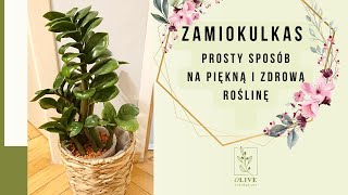 Prosty sposób na Zamiokulkasa 💚 zmieniam podłoże i daje drugie życie moim roślinom 💚 seramis [upl. by Loesceke]