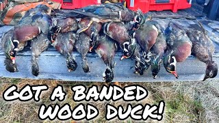 Georgia Wood Duck Hunting 2023  5 Man Limit with a BAND [upl. by Halivah]