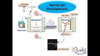 Agarose Gel Electrophoresis HD Principle Methodology amp Protocol [upl. by Erodavlas]