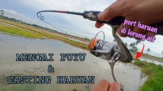 EP1005 Puyu dan Haruan Mengganas Lagi  mancing puyu dan casting haruan [upl. by Atteuqihc]